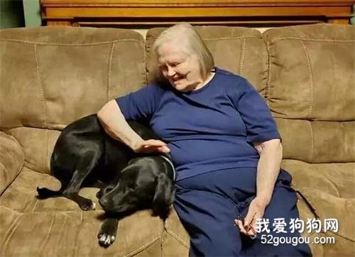 <b>不顾奶奶反对带回家一只流浪狗，没想到它救了奶奶一命！</b>