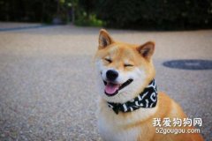 柴犬多少钱一只?