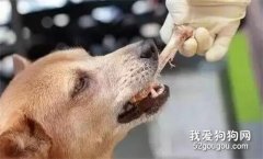 <b>狗狗能不能吃骨头？狗狗吃骨头的利弊分析</b>