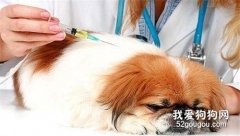 狗狗注射疫苗的误区以及狗狗去医院注意事项