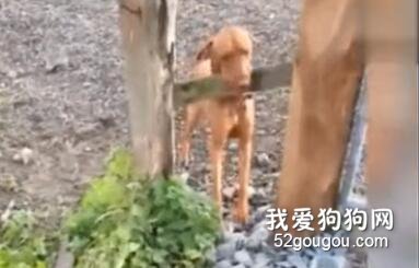 <b>边牧过障碍物 vs 其他狗过障碍物，看笑了</b>