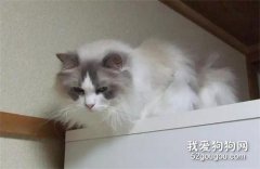 猫咪总是喜欢攀爬高处到底是为什么？