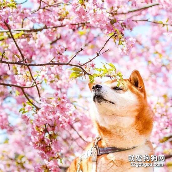 <b>花海里的一只柴...这画面美到让人窒息！</b>