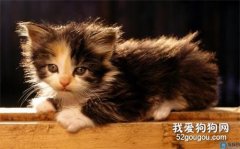 <b>猫咪驱虫药有哪些？驱虫前后需要做哪些准备工作？</b>