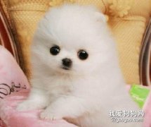 博美犬一天吃几顿 不同阶段不同喂养