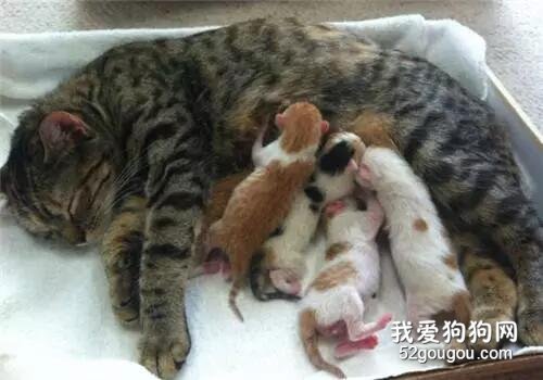 <b>你需要了解猫咪的生产过程</b>
