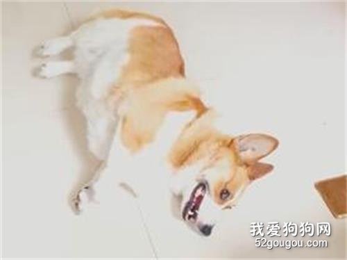 <b>柯基也太会演了叭！今晚加个鸡腿！</b>