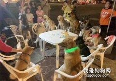 <b>柴犬过生日，12只汪朋友全到齐，网友：蛋糕都不够分啦！</b>