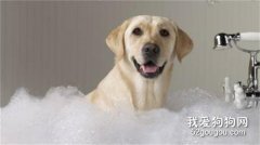 为什么不能给狗狗用人类沐浴露？