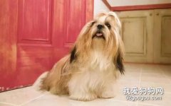 拉萨犬的历史介绍与犬种标准