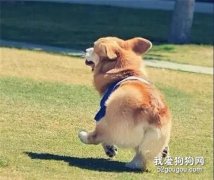 为什么柯基犬被叫做“电臀小王子”?