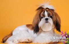 <b>马尔济斯和西施犬的区别有哪些？</b>