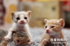 <b>家养小猫的5个常见问题</b>