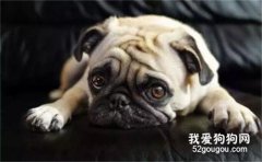 巴哥犬为什么睡觉打鼾?