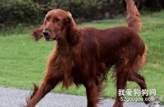 爱尔兰雪达犬的毛发护理方法