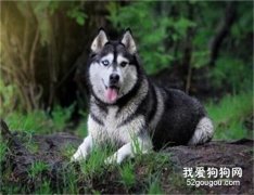 阿拉斯加雪橇犬得细小的原因以及治疗方法