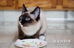 <b>猫咪一天需要喂食几顿饭？</b>