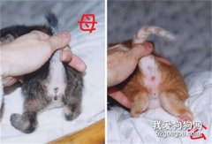 <b>如何简单分辨公猫与母猫？</b>