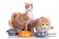 <b>猫咪绝对不能吃的食物有哪些？</b>