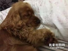 <b>家里如果养狗了，最好不要用84消毒液消毒....</b>