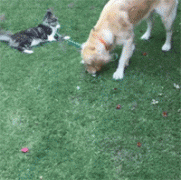 主人让狗带猫出门溜达，结果狗狗要回家，而猫却不愿意...