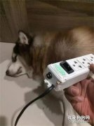 <b>雪橇犬拆家被电晕，醒后做的第一件事竟是...</b>