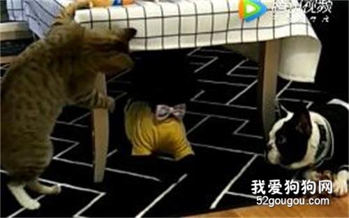 <b>没有好眼神儿，不要轻易养黑狗！</b>