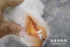 <b>你观察过狗狗牙齿吗？原来牙龈变黄也有危险预兆！</b>