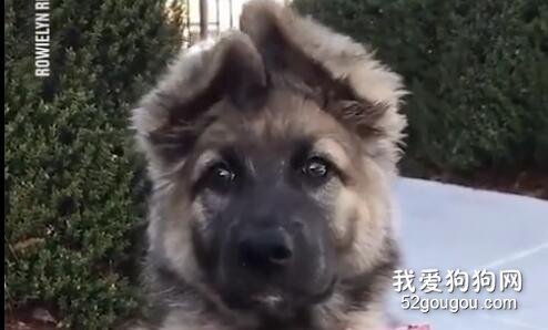 <b>觉得压力很大心情不好？赶紧摸摸狗耳朵！</b>