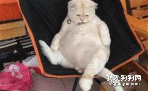 <b>网友养了只萌萌哒小奶猫，两年后....好想退货啊！</b>