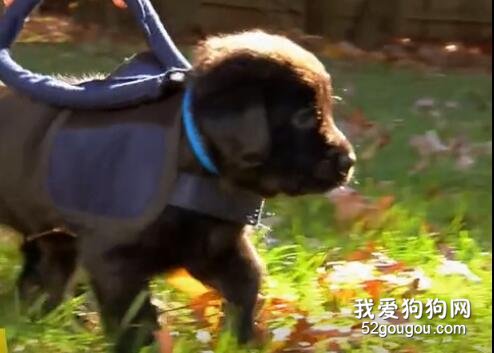 <b>导盲犬宝宝的上学第一天，萌哭了！</b>