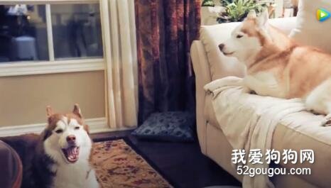 <b>千万别养两只哈士奇，否则你可能会哭......</b>