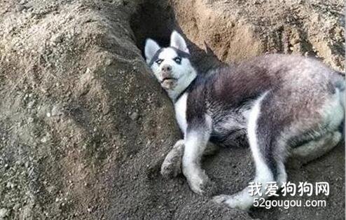 <b>二哈挖土挖到一半，突然摆出这幅表情，好沙雕！</b>
