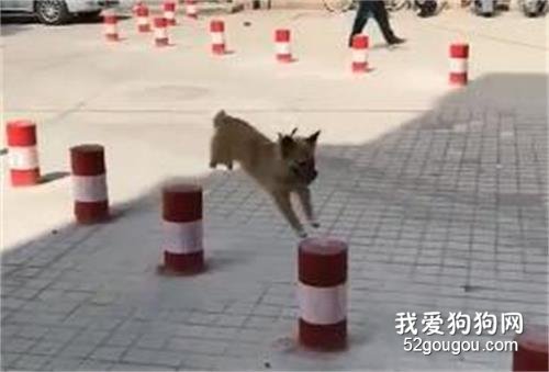 <b>狗狗的快乐就是这么简单！</b>