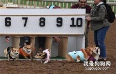 <b>这场柯基赛跑比赛，成了大型表情包现场，笑喷了！</b>