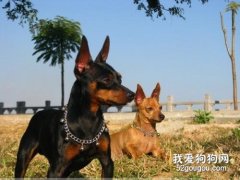 玩具曼彻斯特犬详细美容洗澡攻略