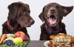 <b>如何使用三文鱼边角料制作宠物美食</b>