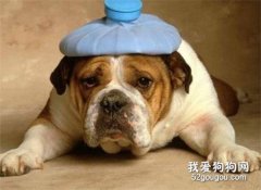 <b>狗狗感冒可以吃什么药?</b>