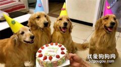<b>如何为狗狗自制一款生日蛋糕？</b>