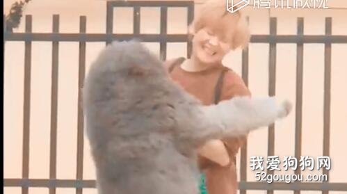 <b>一天没见主人的大泰迪，回来后，这是要和主人跳探戈</b>