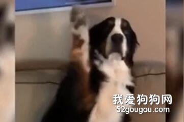 <b>说到脸皮厚，这只狗子认了第二，没有狗子敢认第一了....</b>