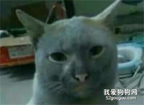 家里的猫偷偷跑了出去，回来的时候...笑疯了！