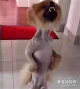 <b>博美被剃毛之后，竟然对着主人叉腰大骂？</b>