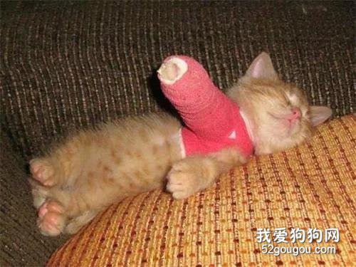 <b>猫咪受伤了，主人给她包扎，结果就包成这样了...哈哈哈</b>