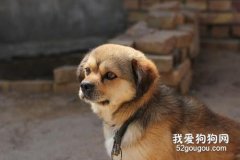 常见的伴侣犬有哪些？