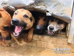 <b>五只汪合力拆掉铁门，主人超无奈：这笑容我又骂不下去！</b>