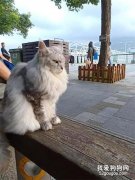 网友在路上遇到一只超霸气的猫，就这气场没人敢靠近！