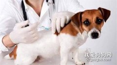 狗狗打狂犬疫苗前能洗澡吗?
