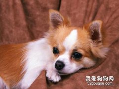 <b>狗狗到新家多久能适应？狗狗到新家应该注意些什么？</b>