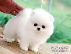 <b>博美饲养方法和注意事项</b>